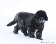 Превью фото № 219733