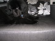 Превью фото № 219749