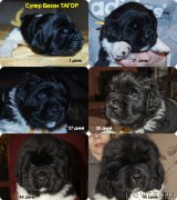 Превью фото № 219753