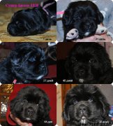 Превью фото № 219754