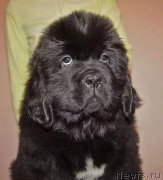 Превью фото № 219773