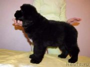 Превью фото № 219777