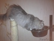 Превью фото № 219779