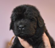 Превью фото № 219798