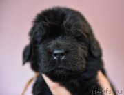 Превью фото № 219799