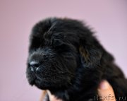 Превью фото № 219800