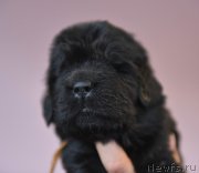 Превью фото № 219801