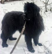 Превью фото № 219806