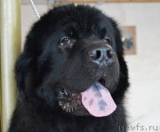 Превью фото № 219833