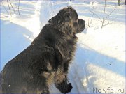 Превью фото № 219857