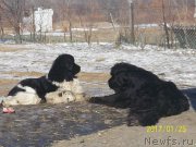 Превью фото № 219878