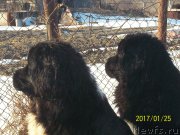 Превью фото № 219880