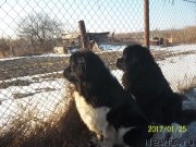 Превью фото № 219881