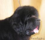 Превью фото № 21990