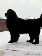 Превью фото № 219912