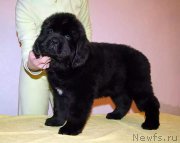 Превью фото № 219915