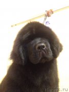 Превью фото № 219937