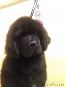 Превью фото № 219938