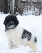 Превью фото № 219946