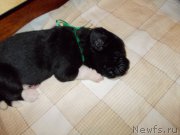 Превью фото № 219962