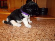 Превью фото № 219971