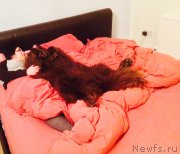 Превью фото № 219982