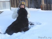 Превью фото № 219993