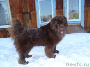 Превью фото № 220001