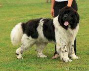 Превью фото № 220005