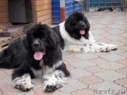 Превью фото № 220006