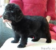 Превью фото № 220014