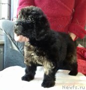 Превью фото № 220015