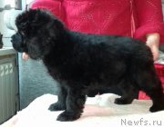 Превью фото № 220017