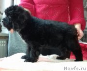 Превью фото № 220018