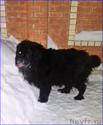 Превью фото № 220021