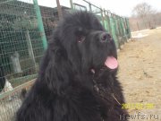 Превью фото № 220029