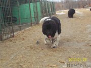 Превью фото № 220032