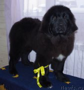 Превью фото № 220067