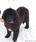 Превью фото № 220072