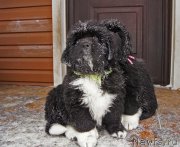 Превью фото № 220076