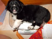 Превью фото № 220079