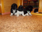 Превью фото № 220080