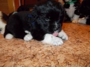 Превью фото № 220081