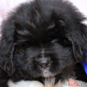 Превью фото № 220083