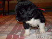 Превью фото № 220090