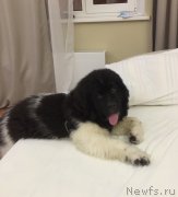 Превью фото № 220119