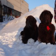 Превью фото № 220170