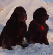 Превью фото № 220173