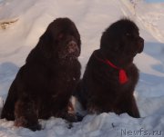 Превью фото № 220174