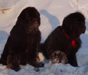 Превью фото № 220175